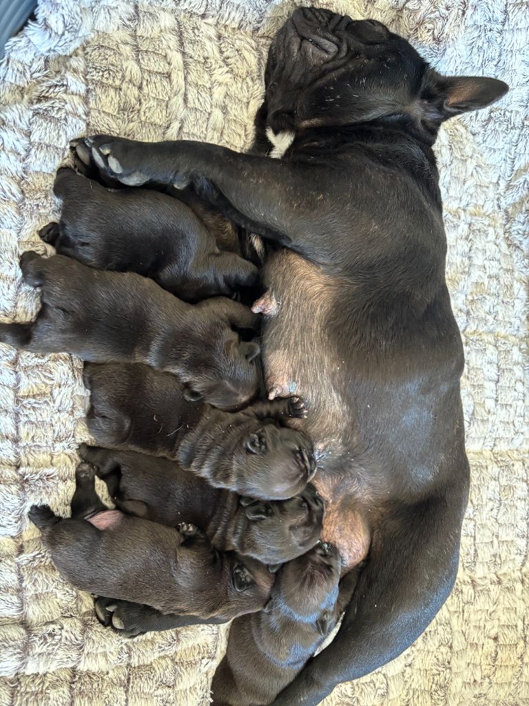 Chiot Bouledogue français du clos de la mare des drouins