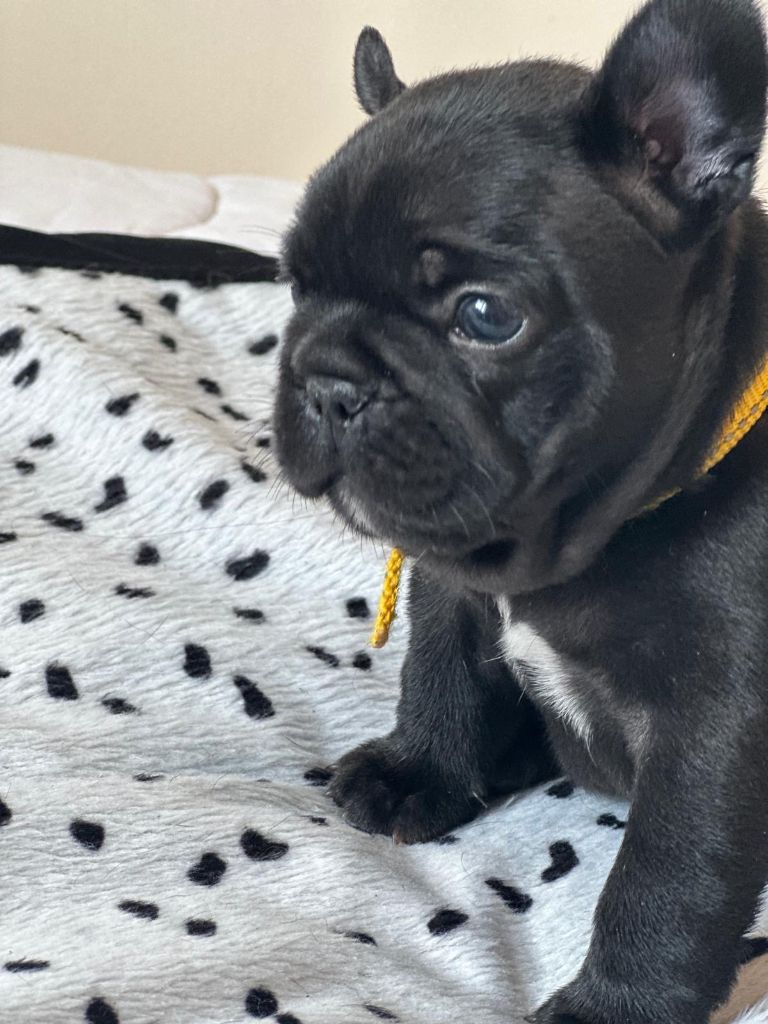 du clos de la mare des drouins - Chiots disponibles - Bouledogue français