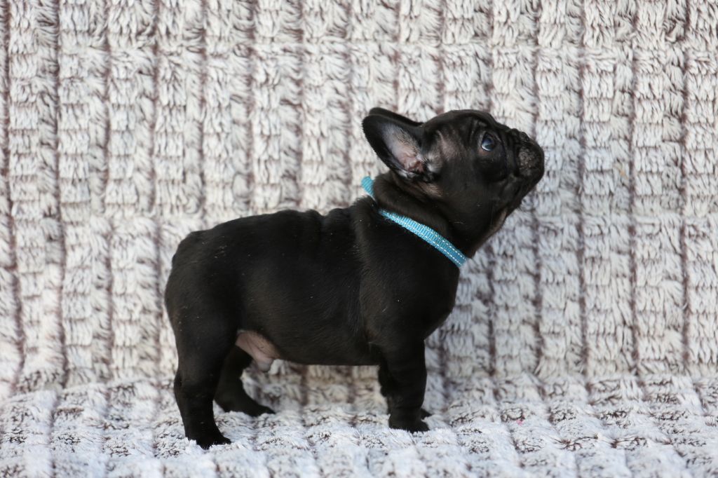 du clos de la mare des drouins - Chiots disponibles - Bouledogue français