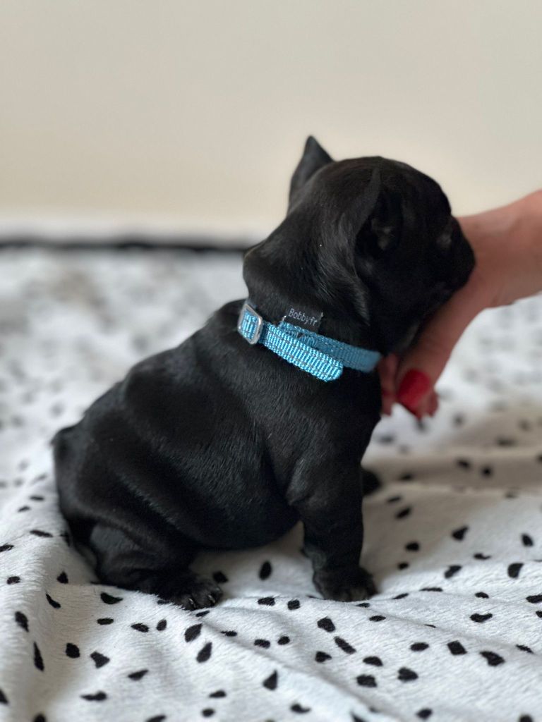 du clos de la mare des drouins - Chiots disponibles - Bouledogue français