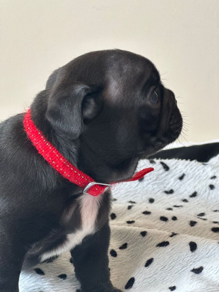 du clos de la mare des drouins - Chiots disponibles - Bouledogue français