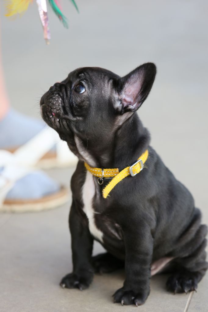du clos de la mare des drouins - Chiots disponibles - Bouledogue français